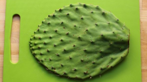 cuir artificiel de cactus plastique de cactus 