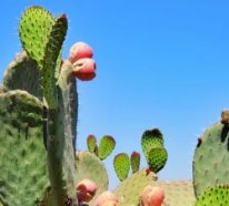 Cuir artificiel: comment le produit-on à partir des feuilles du cactus ? (3)