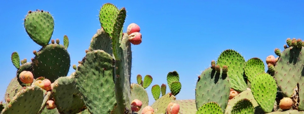 cuir artificiel de cactus sans de grandes aiguilles 