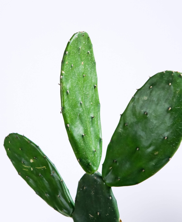 cuir artificiel de cactus se reproduit en 8 mois 