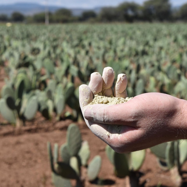 cuir artificiel de cactus sélectionner et sécher 