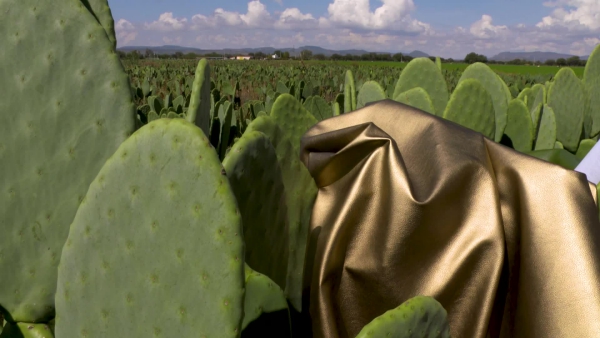 cuir artificiel de cactus technologies modernes et économiques 