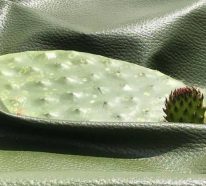Cuir artificiel: comment le produit-on à partir des feuilles du cactus ? (2)