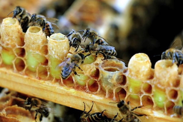 gelée royale abeilles ouvrières