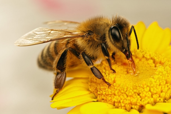 gelée royale production abeilles