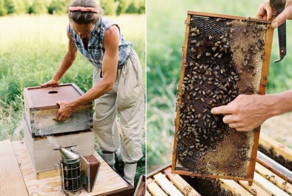 gelée royale produit d'abeilles récolte