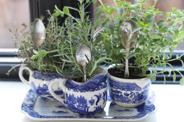 herbes aromatiques dans tasses à thé idée diy vaisselle ancienne