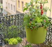 Comment créer un jardin écologique : 5 conseils pour les jardiniers débutants (1)