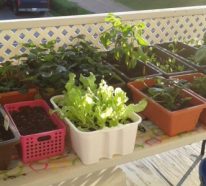 Comment créer un jardin écologique : 5 conseils pour les jardiniers débutants (3)