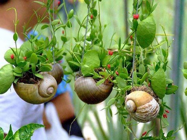 jardinière suspendue bricolage coquillages d’escargots 