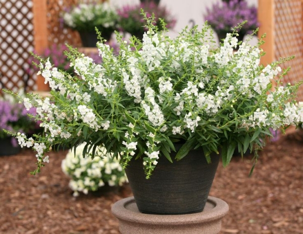 plante angélonia blanche en pot