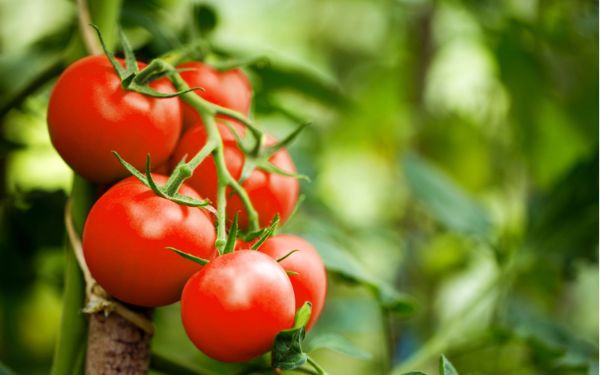 récolte de tomates sans mildiou conseils comment réussir