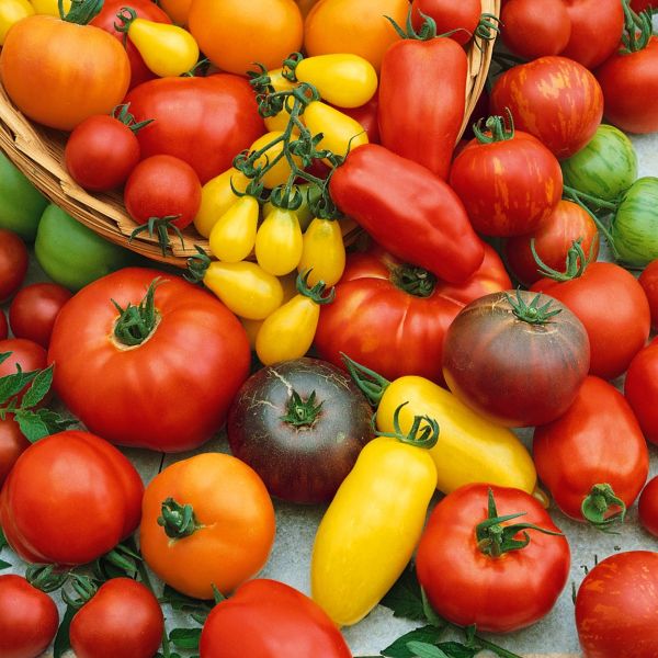 variétés des tomates conseils contre le mildiou