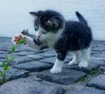 Comment soulager efficacement les allergies alimentaires chez les chats (4)