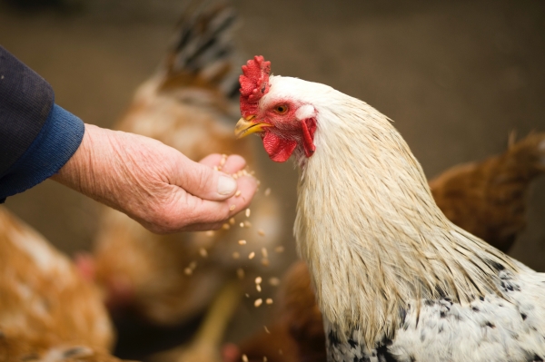 avec quoi nourrir les poules dans son jardin, aliments à ne pas donner aux poules