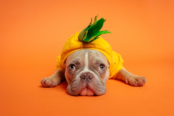 idées de cadeau pour chien, vetement pour chien de couleur jaune sous forme d ananas