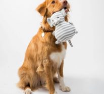 Accessoires pour animaux : 3 indispensables pour votre chien (2)