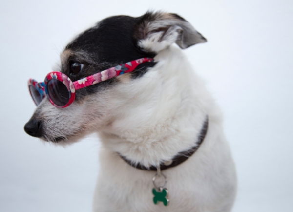dog tag pour animal de compagnie, accessoire avec le prénom et les coordonnées du chien