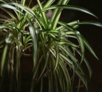 5 plantes d’intérieur qui aiment être à l’ombre (2)