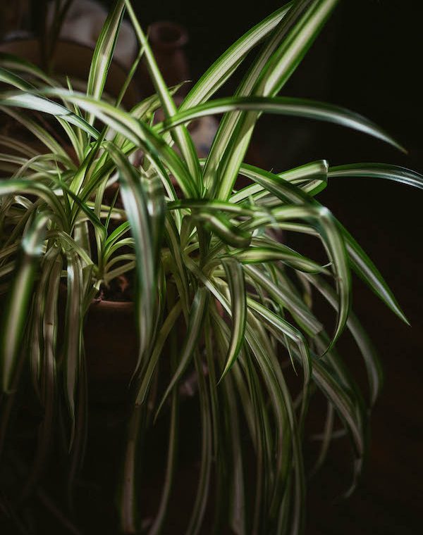 espèce-plante-araignée-en-pot-quels-végétaux-intérieur-pour-végétaliser plante araignée qui pousse à l ombre, idée de plante intérieure originale à longues feuilles