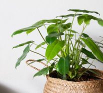 5 plantes d’intérieur qui aiment être à l’ombre (4)