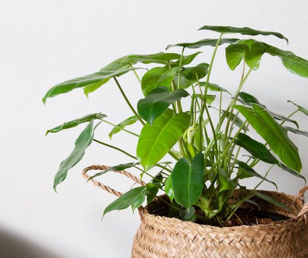 grande-plante-intérieur-philodendron-ombre-plante-difficile-à-crever idée quelle grande plante intérieur choisir, philodendron en pot vert