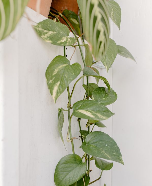 photos-plante-verte-intérieur-ombre-idée-végétal-tombante-pour-étagère quelle plante tombante choisir, idée pothos plante ombre original