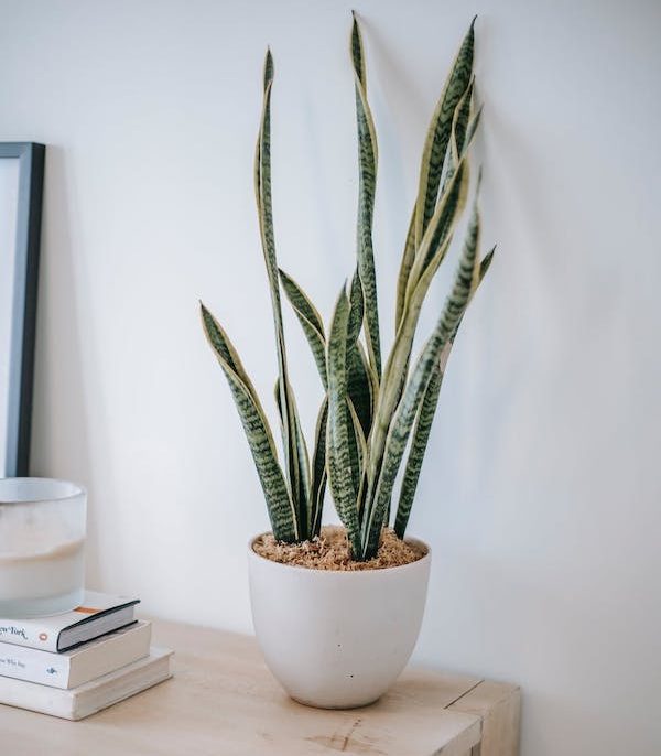 plante-pour-pièce-sombre-sans-lumière-langue-de-belle-mère-plante-grasse-intérieure langue de belle mère plante intérieure en pot, idée plante succulente ombre