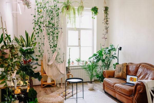 salon de style bohème chic avec plantes grimpantes et retombantes